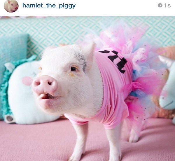 Hamlet the piggy, the most loved little pig on the web – photo