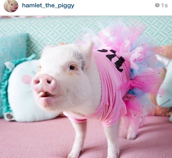 Hamlet the piggy, the most loved little pig on the web – photo