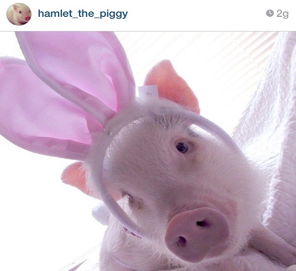 Hamlet the piggy, the most loved little pig on the web – photo