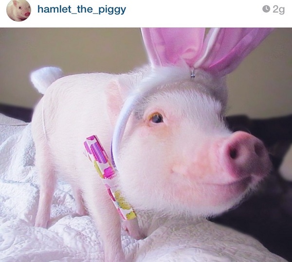 Hamlet the piggy, the most loved little pig on the web – photo