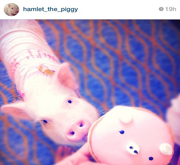 Hamlet the piggy, the most loved little pig on the web – photo