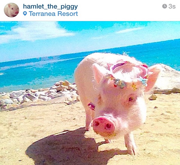 Hamlet the piggy, the most loved little pig on the web – photo