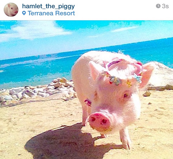 Hamlet the piggy, el cerdito más amado en la web – foto