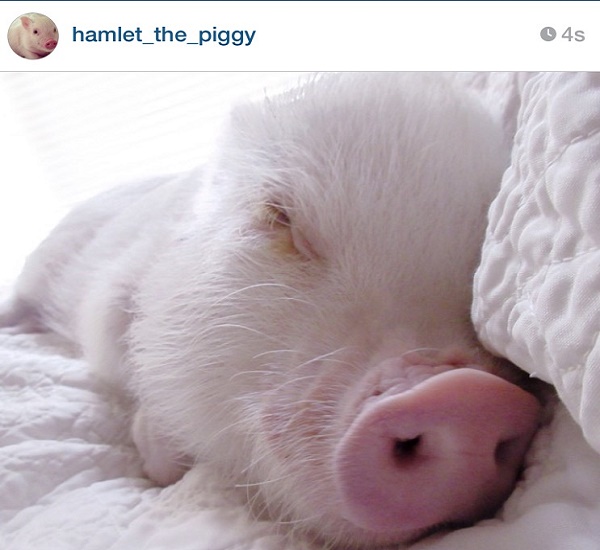 Hamlet the piggy, the most loved little pig on the web – photo